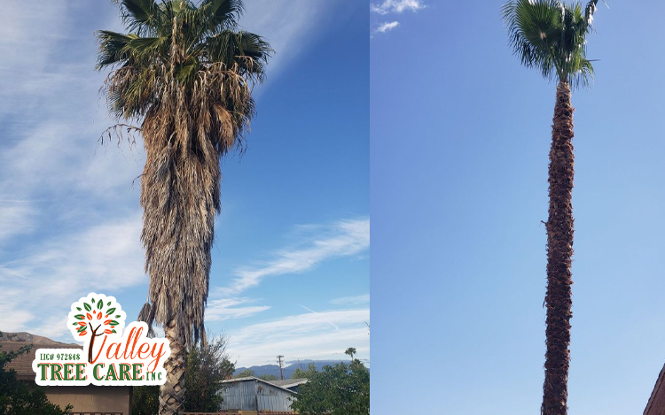 Tree Removal Services in Los Angeles - Safe & Efficient