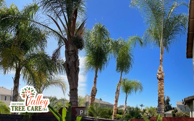 Professional Tree Trimming in Pacific Palisades