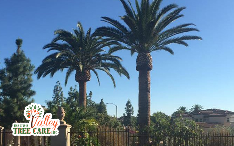 Stump Grinding & Removal in San Bernardino, Inland Empire